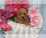 Small #13 Poodle (Toy)