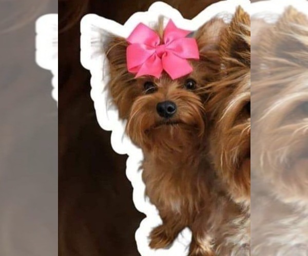 Medium Photo #1 Yorkshire Terrier Puppy For Sale in ALBUQUERQUE, NM, USA