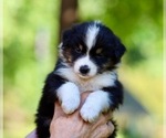 Puppy Dexter Australian Shepherd