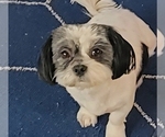 Small Photo #1 Shih Tzu Puppy For Sale in STAR, NC, USA