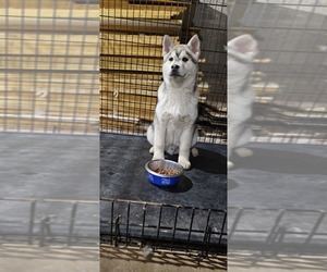 Siberian Husky Puppy for sale in COLBY, WI, USA