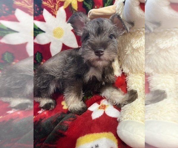 Medium Photo #1 Schnauzer (Miniature) Puppy For Sale in SARASOTA, FL, USA