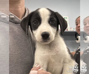 Borador Dogs for adoption in Washington, DC, USA