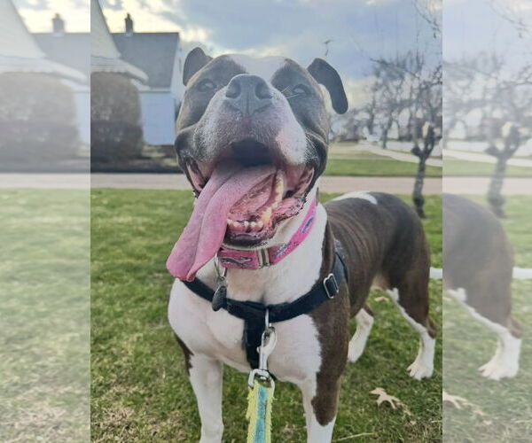 Medium Photo #12 Bulloxer Puppy For Sale in Strongsville, OH, USA