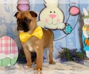 Pom-A-Pug Puppy for sale in LANCASTER, PA, USA
