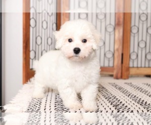Maltichon Puppy for sale in NAPLES, FL, USA