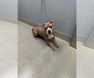 Mutt Dogs for adoption in Las Vegas, NV, USA