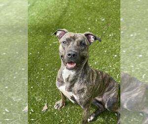 American Bulldog-Unknown Mix Dogs for adoption in Toronto, Ontario, Canada