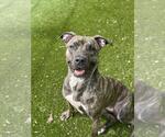 Small American Bulldog Mix