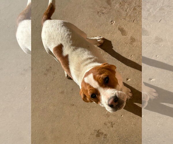 Medium Photo #4 Beagle Puppy For Sale in Apple Valley, CA, USA