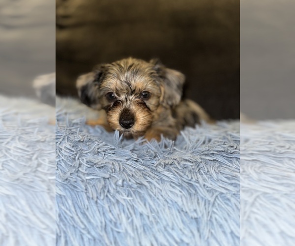 Medium Photo #1 Yorkshire Terrier Puppy For Sale in ATLANTA, GA, USA