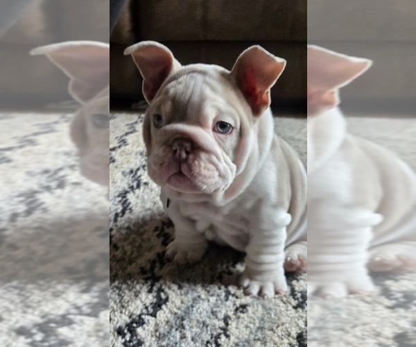 Medium Photo #13 English Bulldog Puppy For Sale in SACRAMENTO, CA, USA