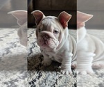 Small #12 English Bulldog