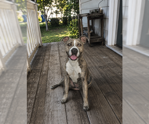 Staffordshire Bull Terrier-Unknown Mix Dogs for adoption in MIDWAY, UT, USA
