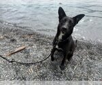 Small #5 German Shepherd Dog Mix
