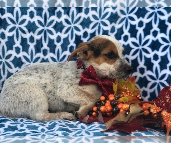 Medium Photo #11 Australian Cattle Dog-Jack Russell Terrier Mix Puppy For Sale in LAKELAND, FL, USA