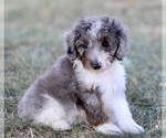 Puppy Bella Bernedoodle (Miniature)