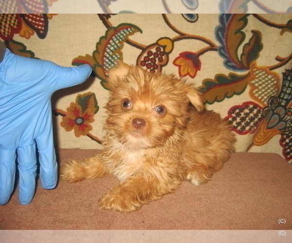 Medium Photo #1 Yorkshire Terrier Puppy For Sale in BAKERSFIELD, CA, USA