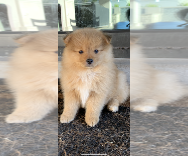 Medium Photo #1 Pomeranian Puppy For Sale in AUSTIN, TX, USA