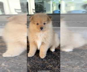 Pomeranian Puppy for sale in AUSTIN, TX, USA