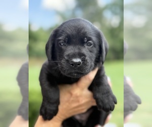 Medium Labrador Retriever