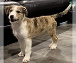 Small Photo #1 Bordoodle Puppy For Sale in MADISON, AL, USA