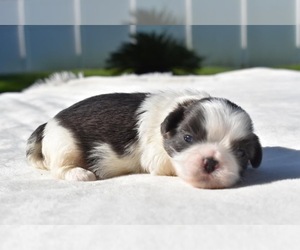 Shih Tzu Puppy for sale in PALM COAST, FL, USA