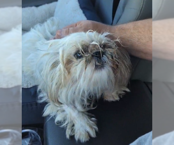 Medium Photo #3 Shih Tzu Puppy For Sale in Spring, TX, USA