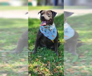 American Pit Bull Terrier Dogs for adoption in Baytown, TX, USA