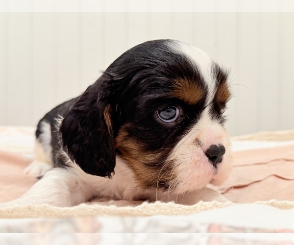 Medium Photo #8 Cavalier King Charles Spaniel Puppy For Sale in WAXAHACHIE, TX, USA