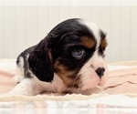 Small Photo #8 Cavalier King Charles Spaniel Puppy For Sale in WAXAHACHIE, TX, USA