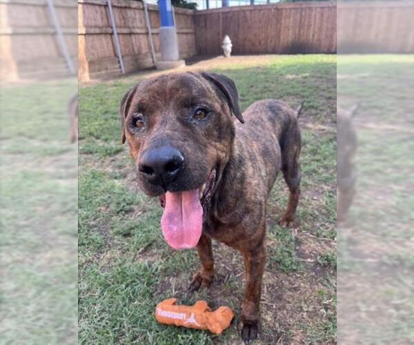 Medium Photo #2 Mastiff-Unknown Mix Puppy For Sale in Plano, TX, USA