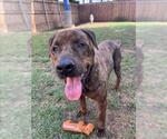 Small #1 Mastiff Mix