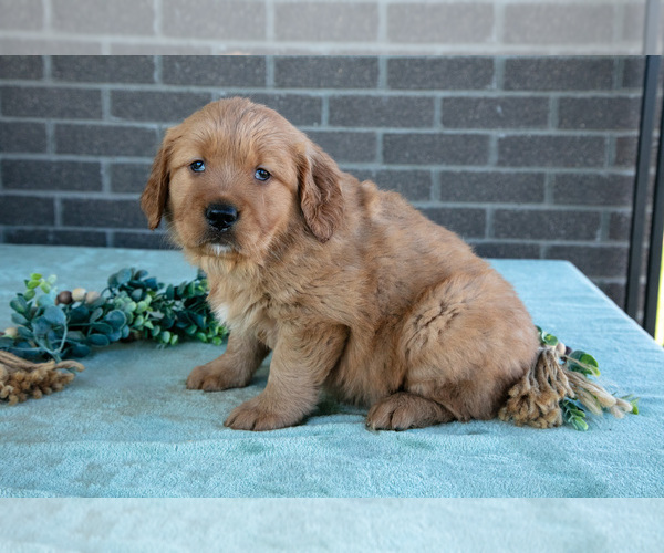 Medium Photo #17 Golden Retriever Puppy For Sale in MILLERSBURG, OH, USA