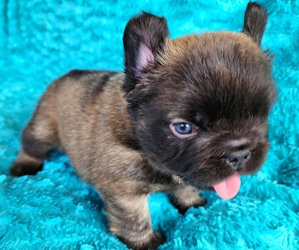Medium Photo #12 French Bulldog Puppy For Sale in LAS VEGAS, NV, USA