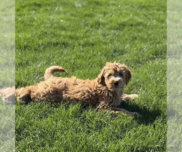 Medium Photo #3 Goldendoodle (Miniature) Puppy For Sale in LITITZ, PA, USA