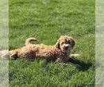 Small #2 Goldendoodle (Miniature)