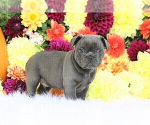 French Bulldog Puppy for sale in FREDERICKSBG, OH, USA