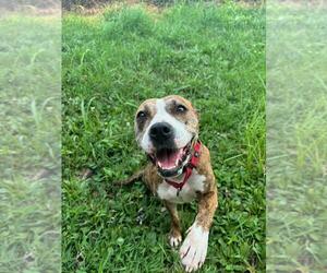 American Staffordshire Terrier-Unknown Mix Dogs for adoption in DuQuoin, IL, USA