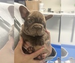 Small #3 French Bulldog
