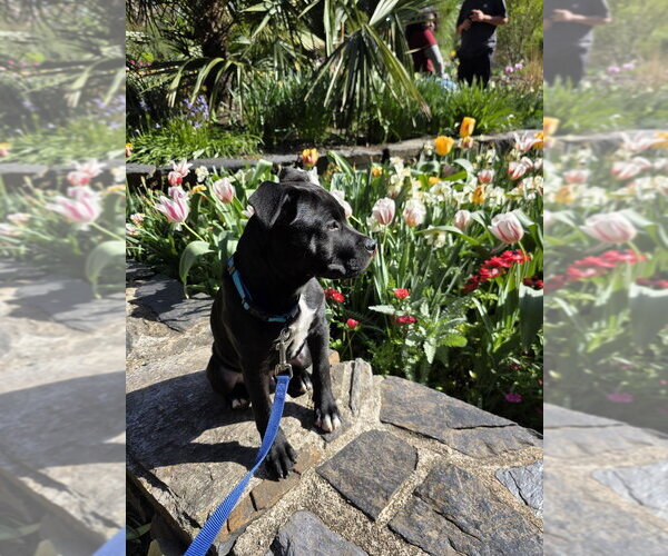 Medium Photo #6 Mutt Puppy For Sale in Raleigh, NC, USA