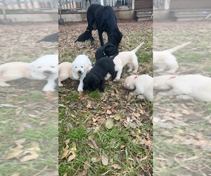 Labrador Retriever Puppy for sale in HOPE, TX, USA