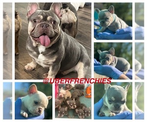 Father of the French Bulldog puppies born on 05/05/2025