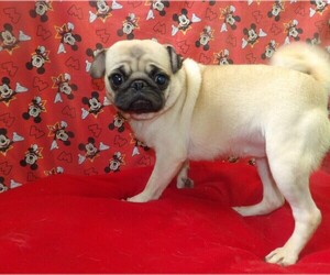 Pug Puppy for sale in PATERSON, NJ, USA