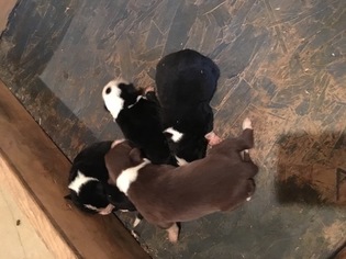 Border Collie Puppy for sale in LIBERTY, KY, USA