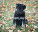 Puppy Brie German Shepherd Dog