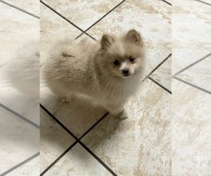Pomeranian Puppy for sale in HICKORY HILL, TN, USA