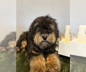 Bulldog Puppy for sale in DOSS, MO, USA
