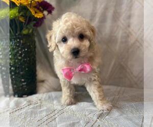 Poodle (Miniature) Puppy for sale in ORO VALLEY, AZ, USA