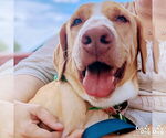 Small #10 Labrador Retriever Mix